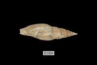 藏品(白筆螺)的圖片